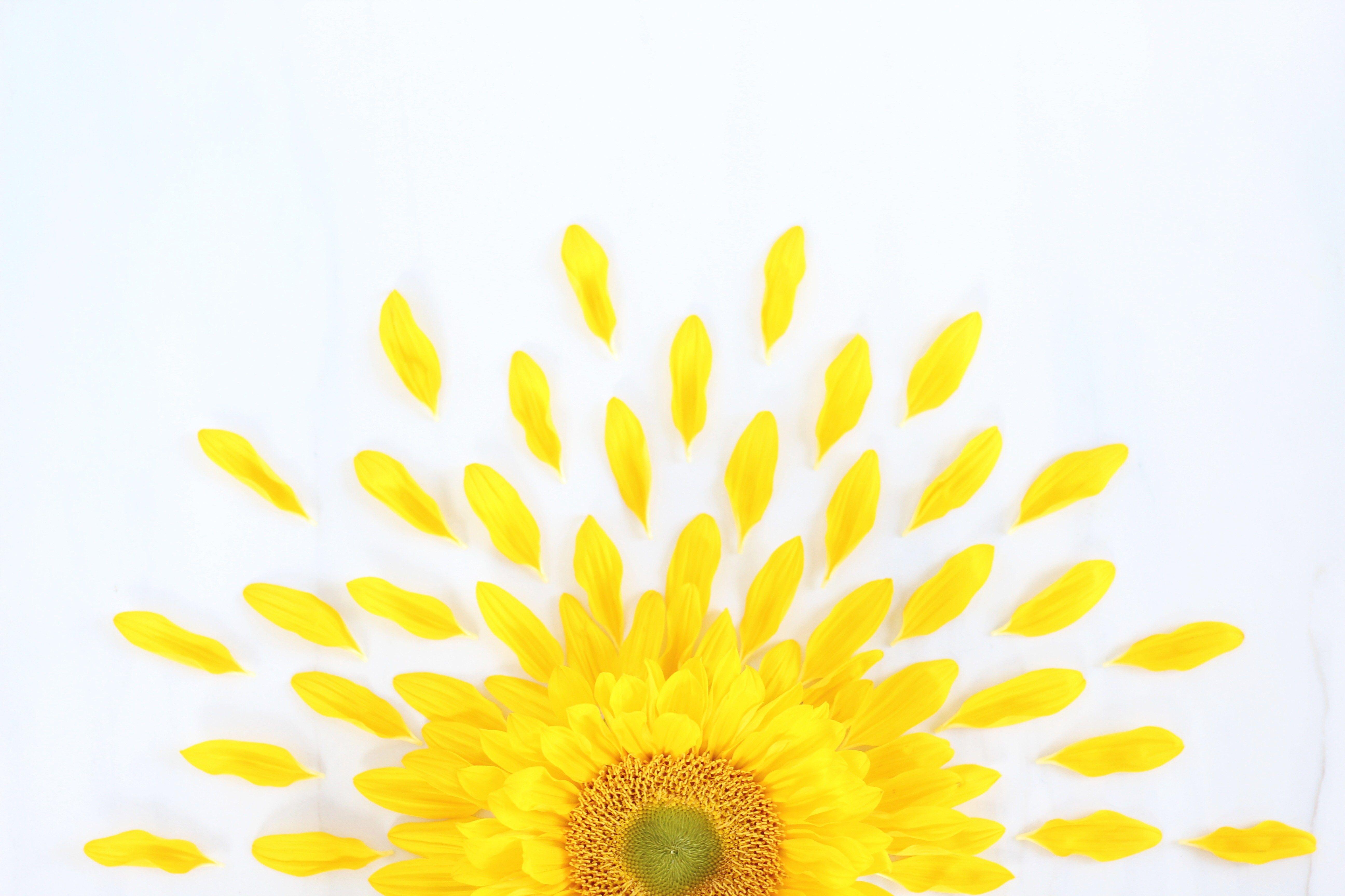 5184x3456 DIGITAL BLOOMS AUGUST 2016. FREE TECH WALLPAPERS. Desktop wallpaper macbook, Desktop wallpaper art, Spring desktop wallpaper