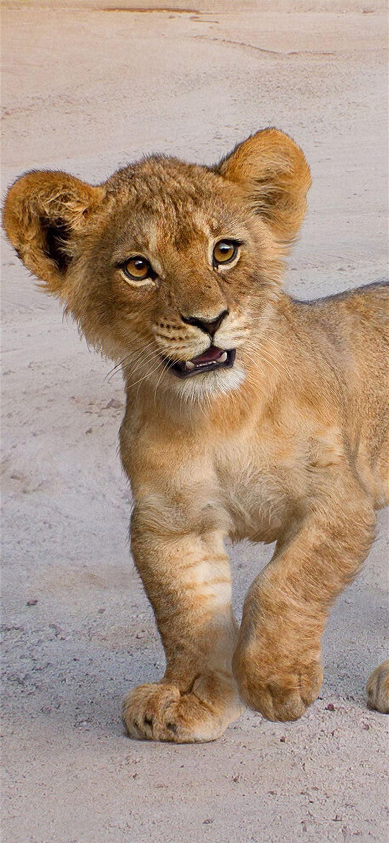1242x2688 simba art iPhone 11 Wallpaper Free Download