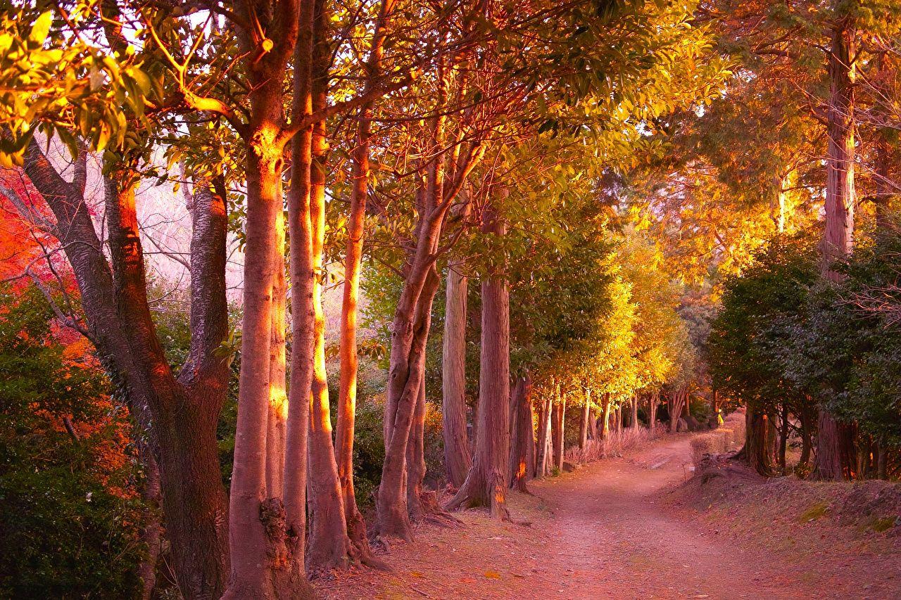 1280x853 Photos Trail Autumn Nature Parks Trees Seasons