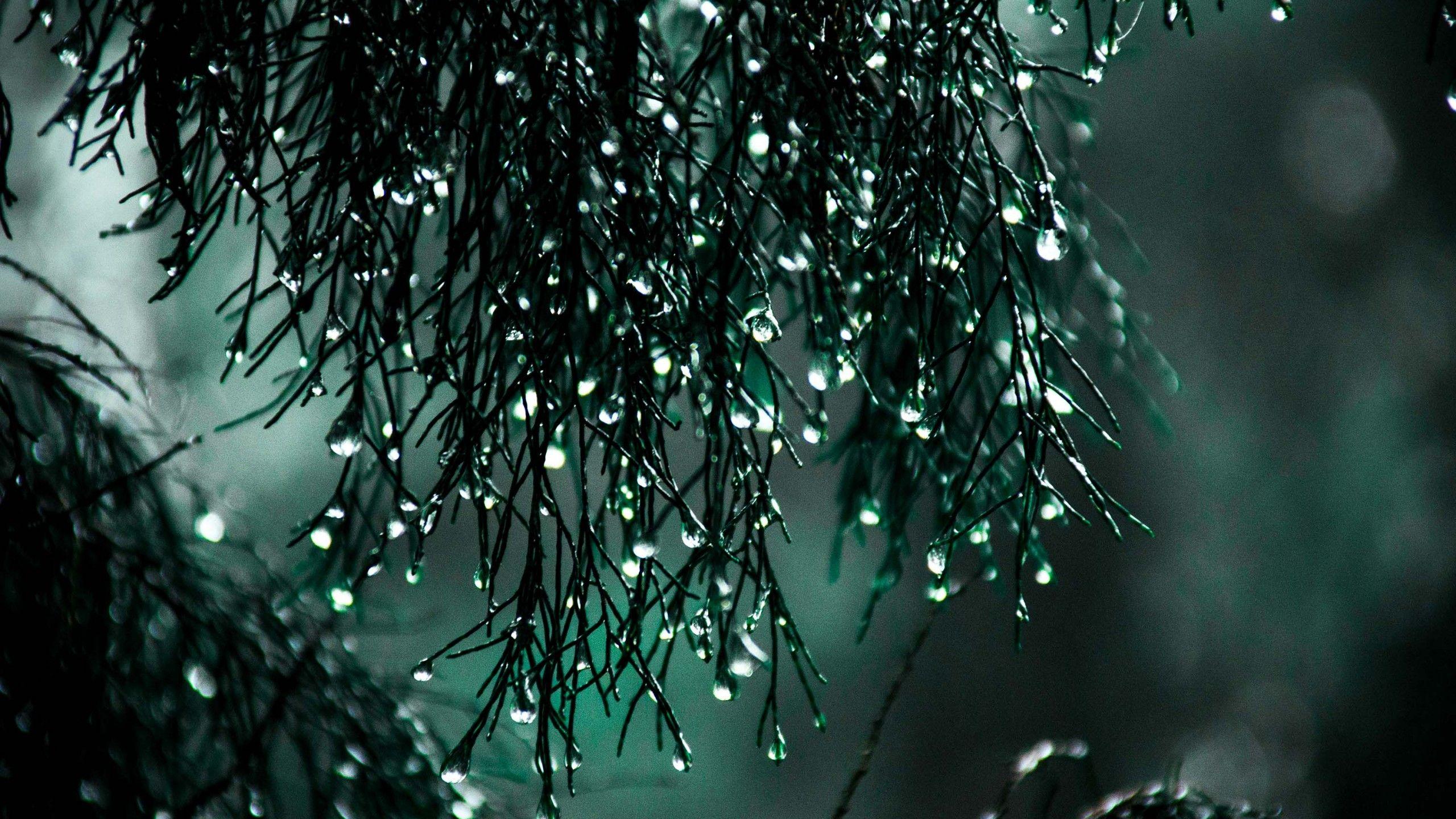 2560x1440 Wallpaper drops, dark, bokeh, 4K, Abstract
