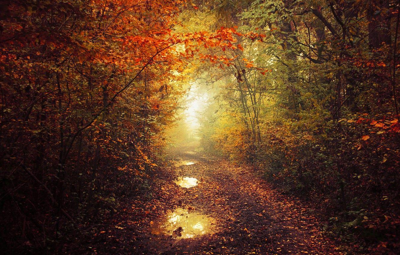 1332x850 Wallpaper autumn, leaves, fog, pathway, autumn colors, path, mist, fall, foliage, fall colors, trail way, ponds image for desktop, section природа