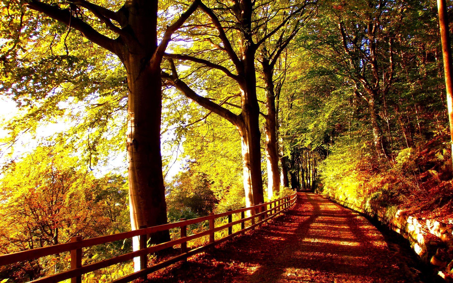 1920x1200 Dark Autumn Forest Trail .