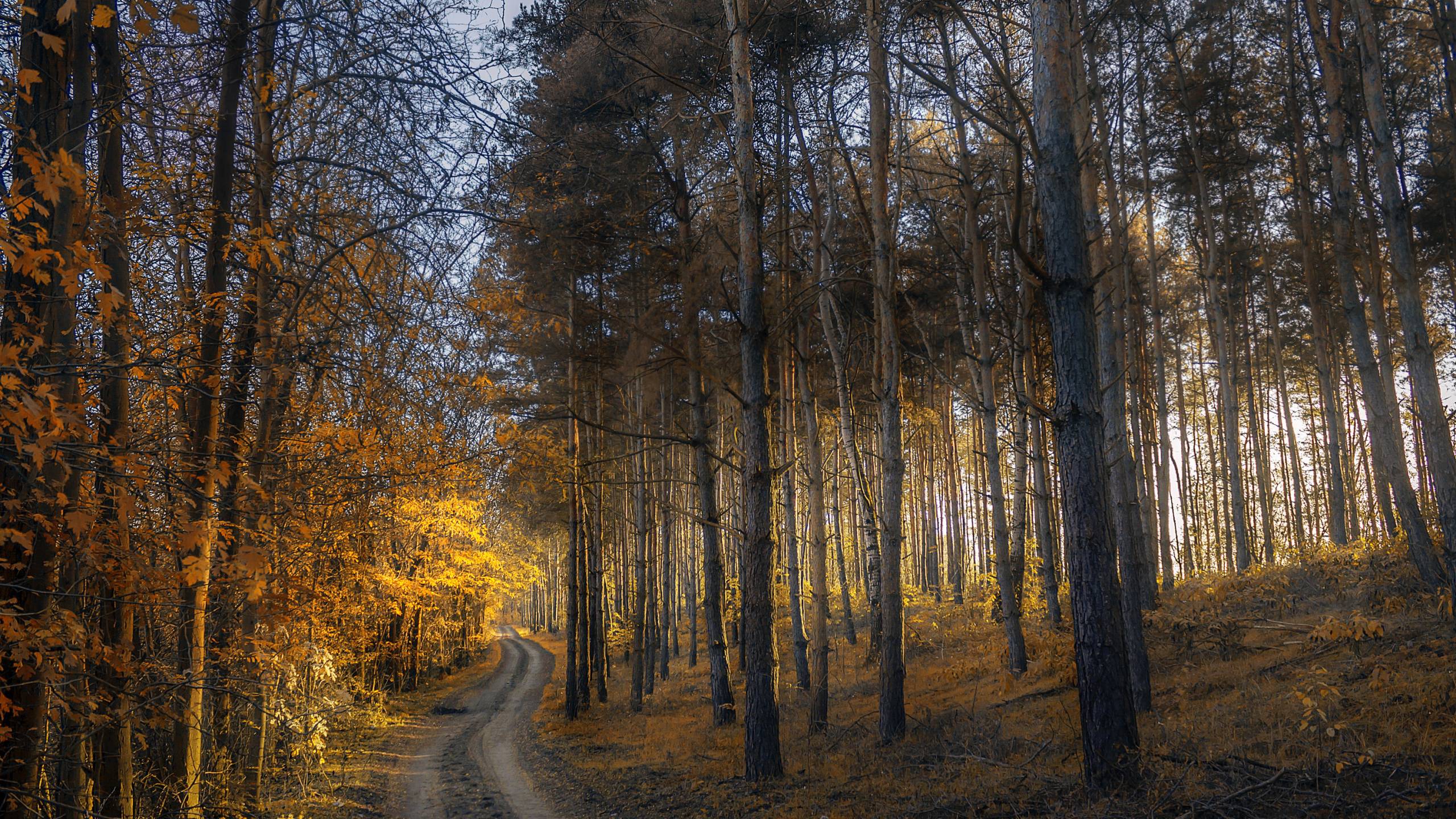 2560x1440 autumn, forest, trail 1440P Resolution Wallpaper, HD Nature 4K Wallpaper, Image, Photo and Background