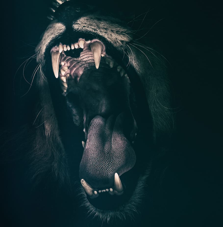 910x929 iPhone Wallpaper Black Lion