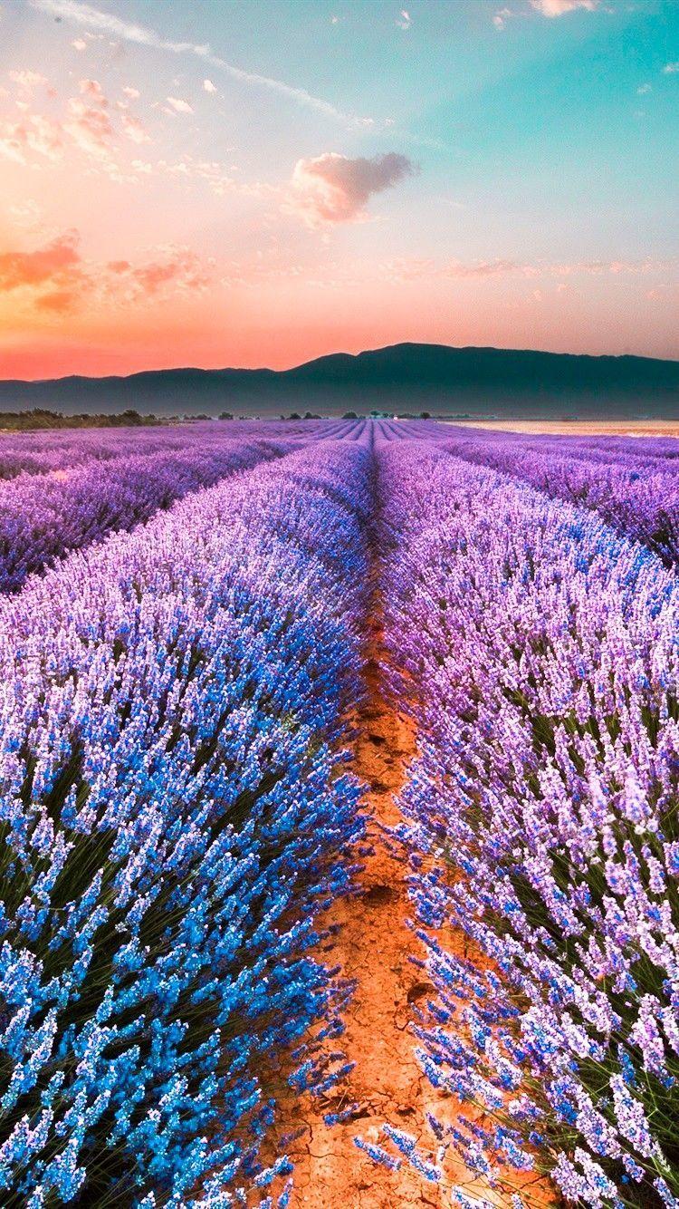 Lavender Garden Wallpapers Top Free Lavender Garden Backgrounds