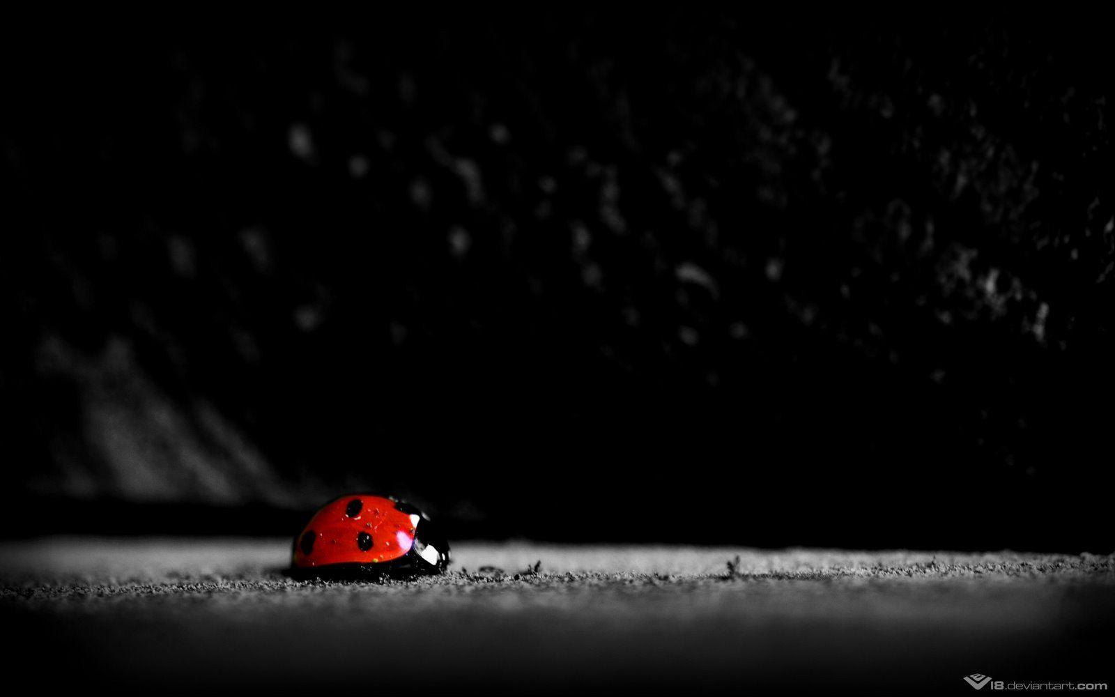 1600x1000 Romantic Black Wallpaper