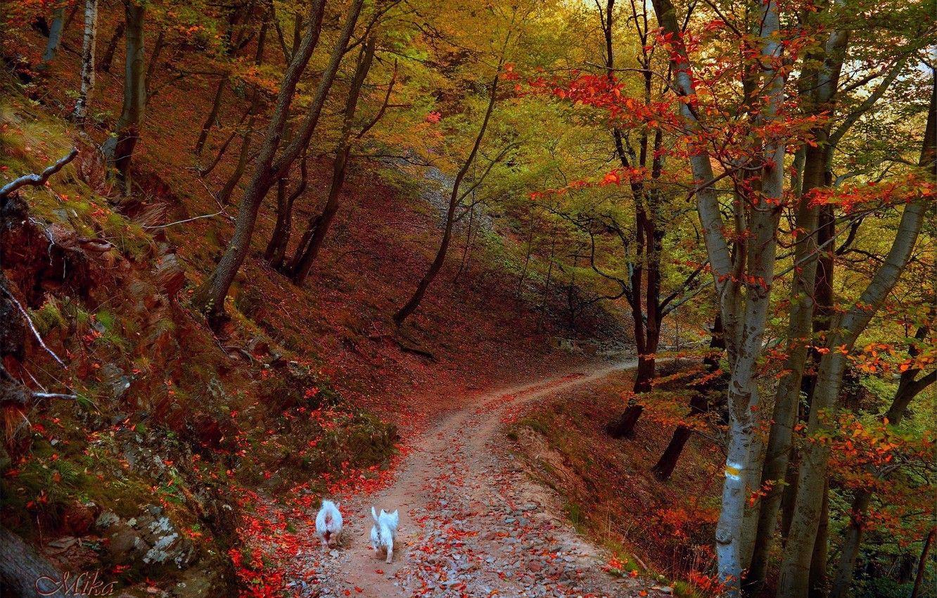 1332x850 Wallpaper Autumn, Trees, Forest, Trail, Fall, Autumn, Dogs, Forest, Trees, Path, Dogs image for desktop, section природа