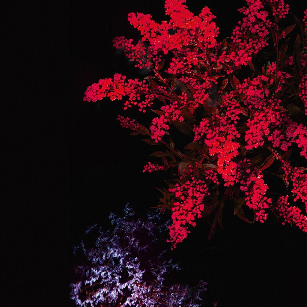 1024x1024 Red And Black Flower Wallpaper Romantic Wallpaper Rh Classy Wallpaper HD Wallpaper & Background Download