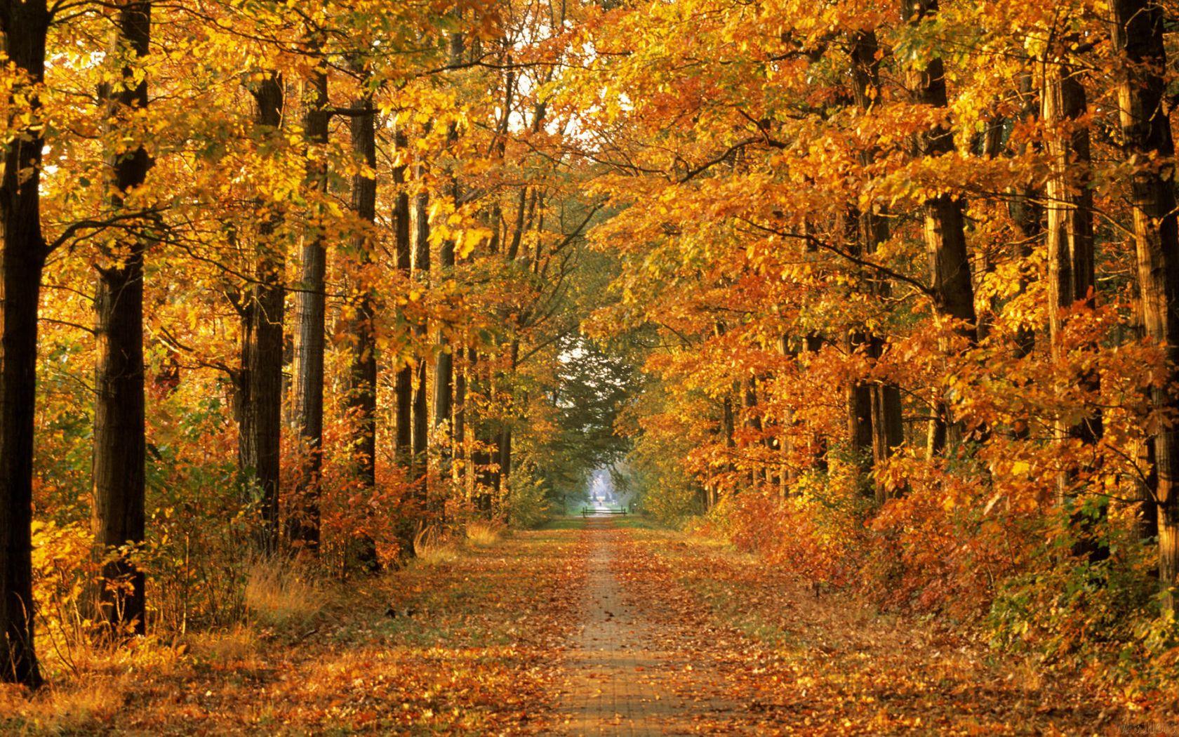 1680x1050 Autumn Wallpaper Best J4P