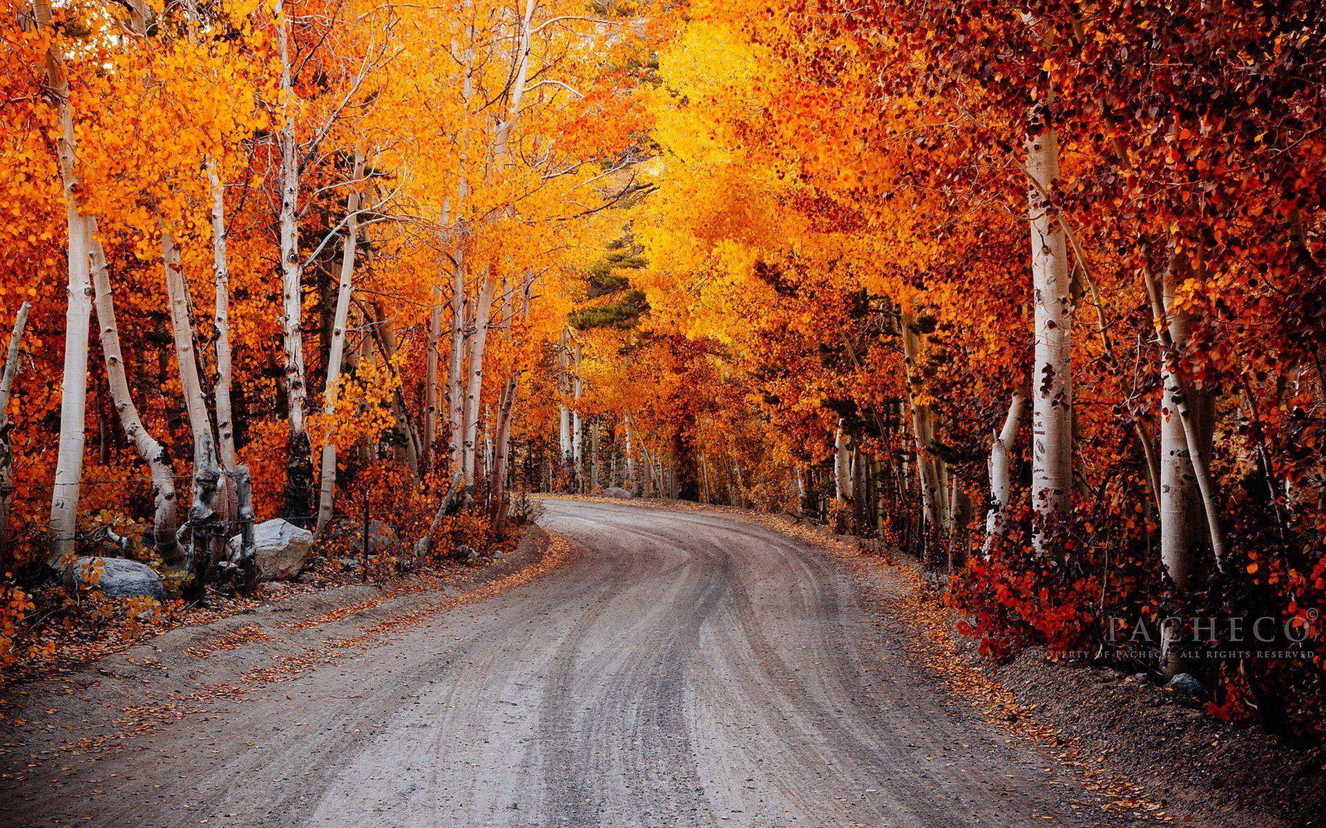 1920x1200 autumn, Fall, Landscape, Nature, Tree, Forest, Leaf, Leaves, Road, Path, Trail Wallpaper HD / Desktop and Mobile Background