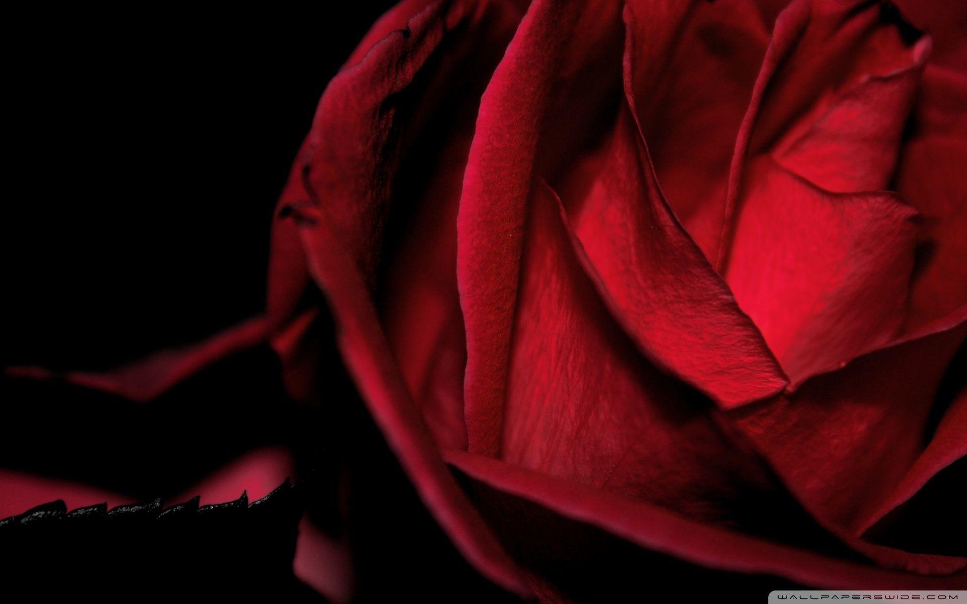 1920x1200 Download Dark Romantic Red Rose UltraHD Wallpaper