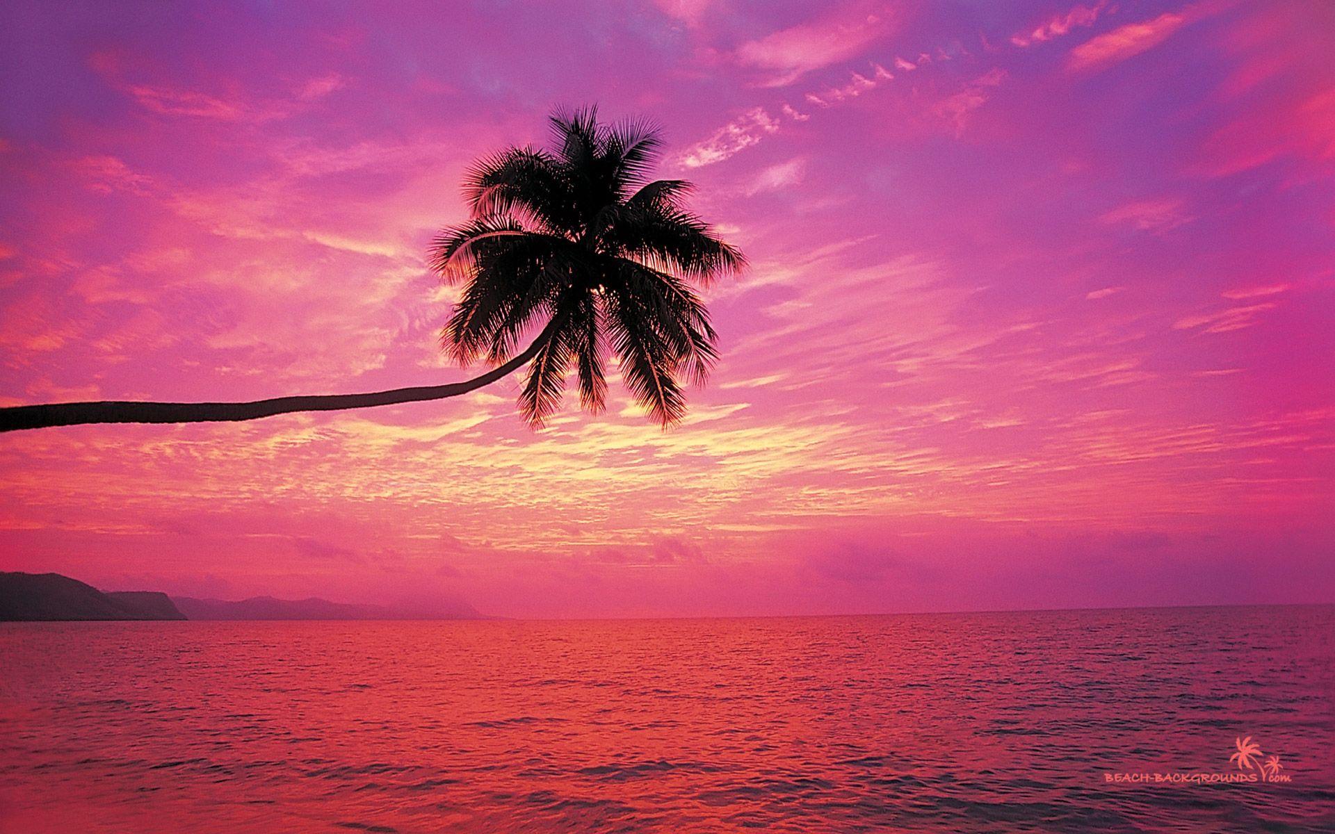 Pink Beach Sunset Wallpapers Top Free Pink Beach Sunset Backgrounds 