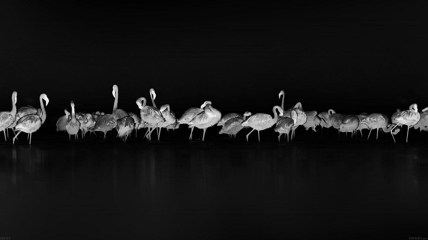 1366x768 wallpaper for desktop, laptop. flamingos black peace animal nature birds