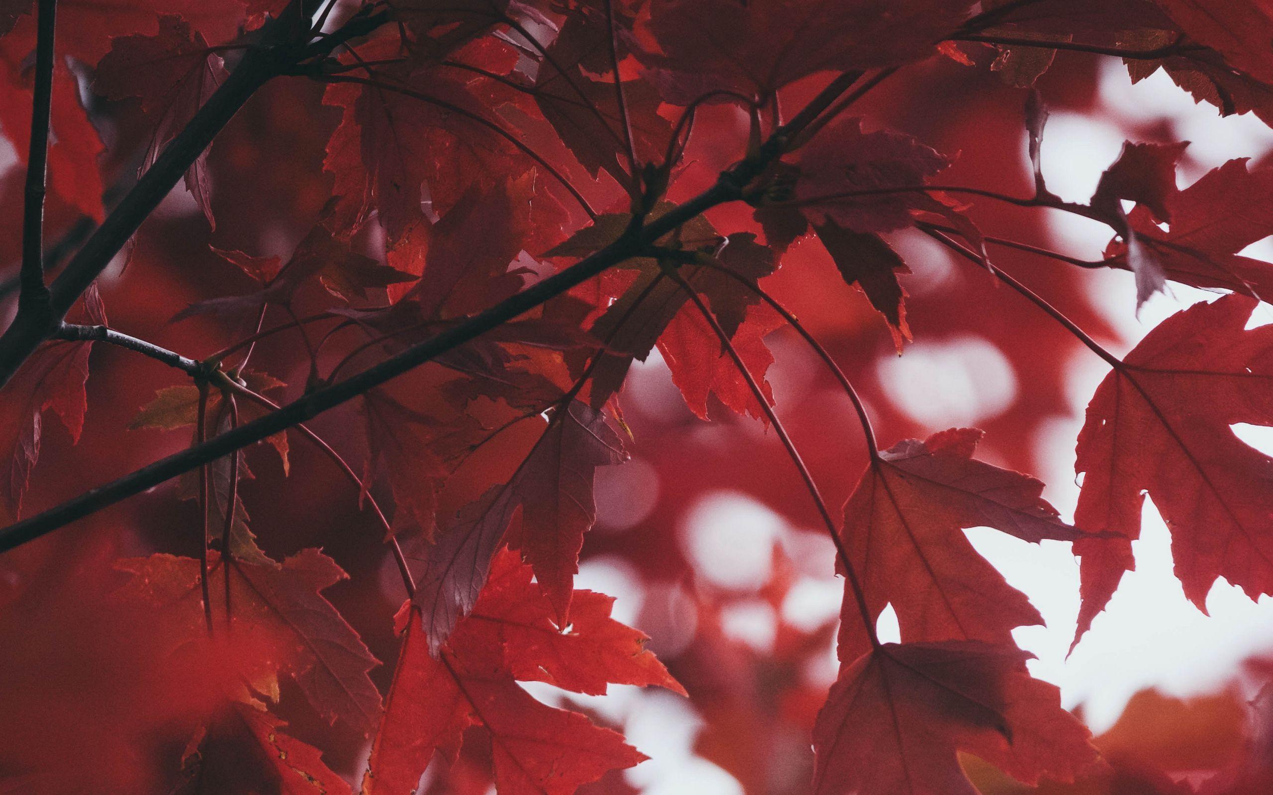 2560x1600 Download wallpaper 2560x1600 leaves, autumn, red, blur widescreen 16:10 HD background
