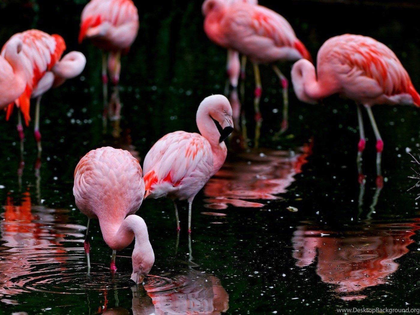 1400x1050 Flamingos HD Wallpaper Free HD Wallpaper Download Flamingos HD. Desktop Background