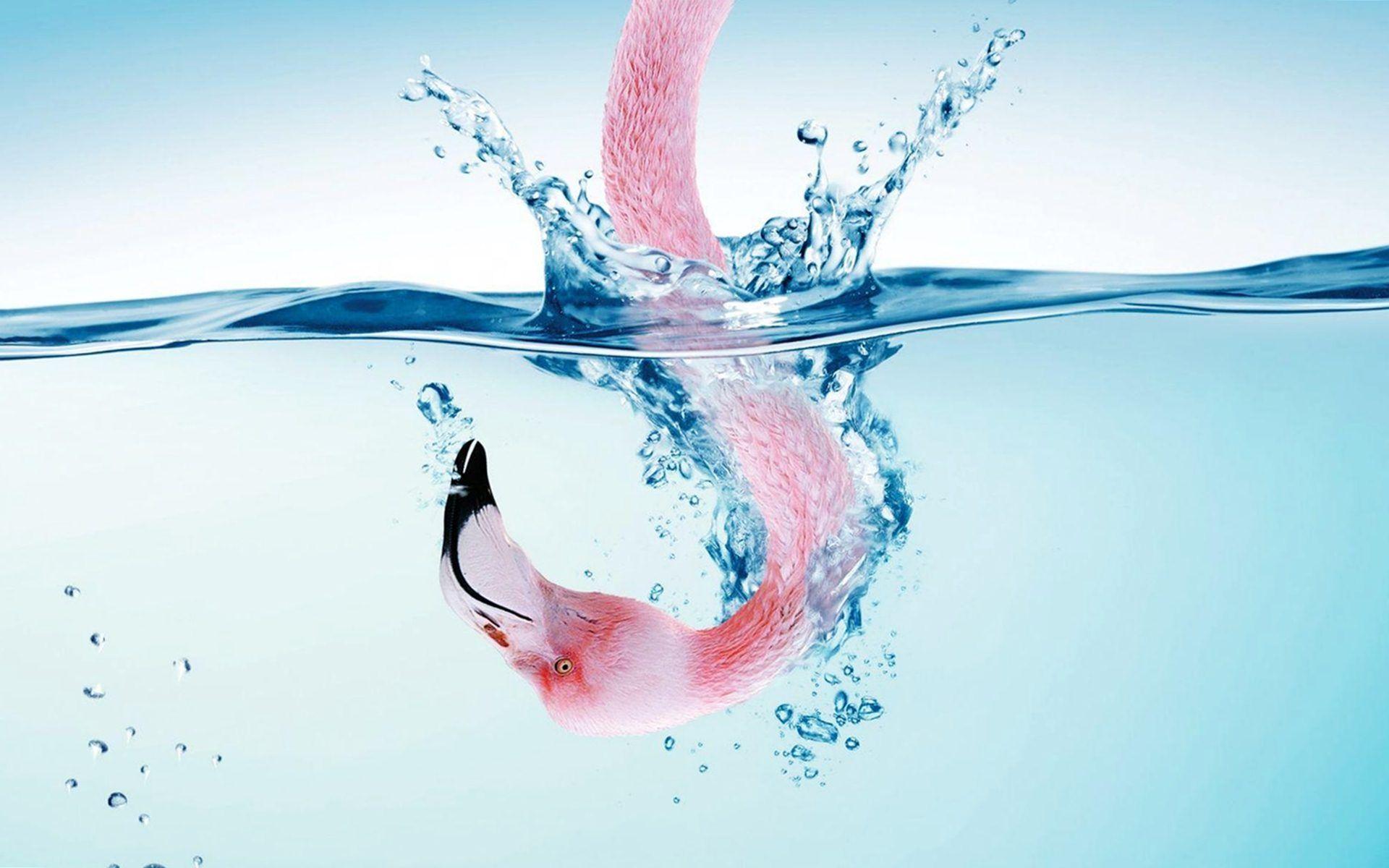 1920x1200 Free download Download Flamingo Wallpaper [1920x1200] for your Desktop, Mobile & Tablet. Explore Flamingo Wallpaper. Flamingo Desktop Wallpaper, Flamingo Print Wallpaper, Free Pink Flamingo Computer Wallpaper