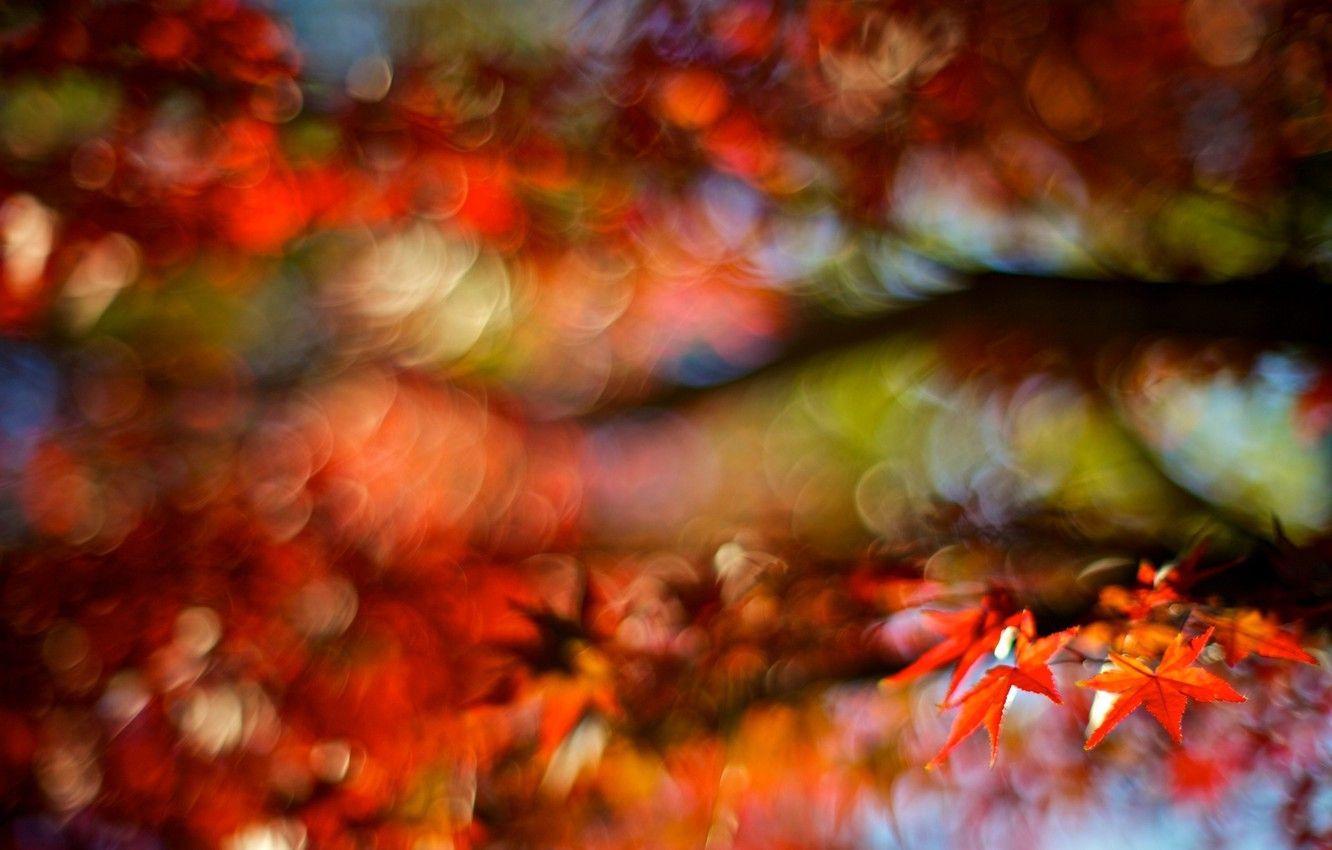 1332x850 Wallpaper autumn, macro, red, background, tree, widescreen, Wallpaper, blur, blur, leaf, wallpaper, leaf, widescreen, background, bokeh, full screen image for desktop, section макро