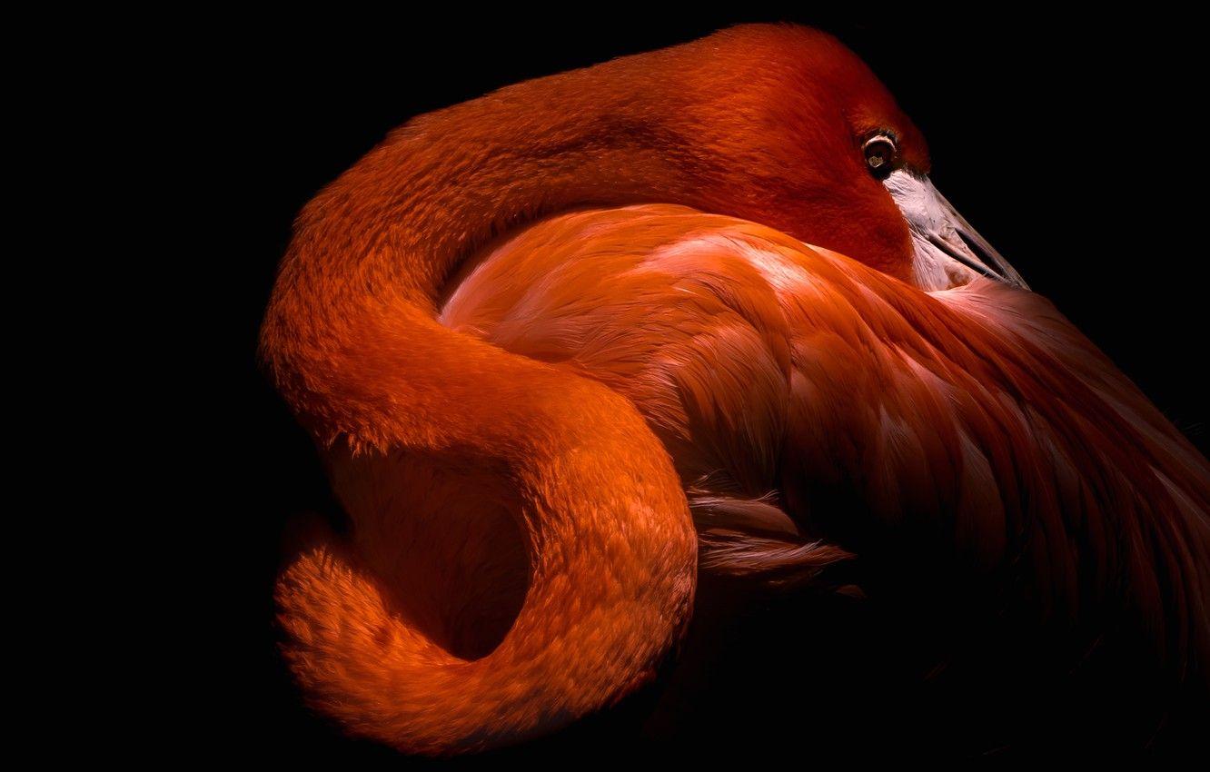 Black Flamingo Desktop Wallpapers Top Free Black Flamingo Desktop