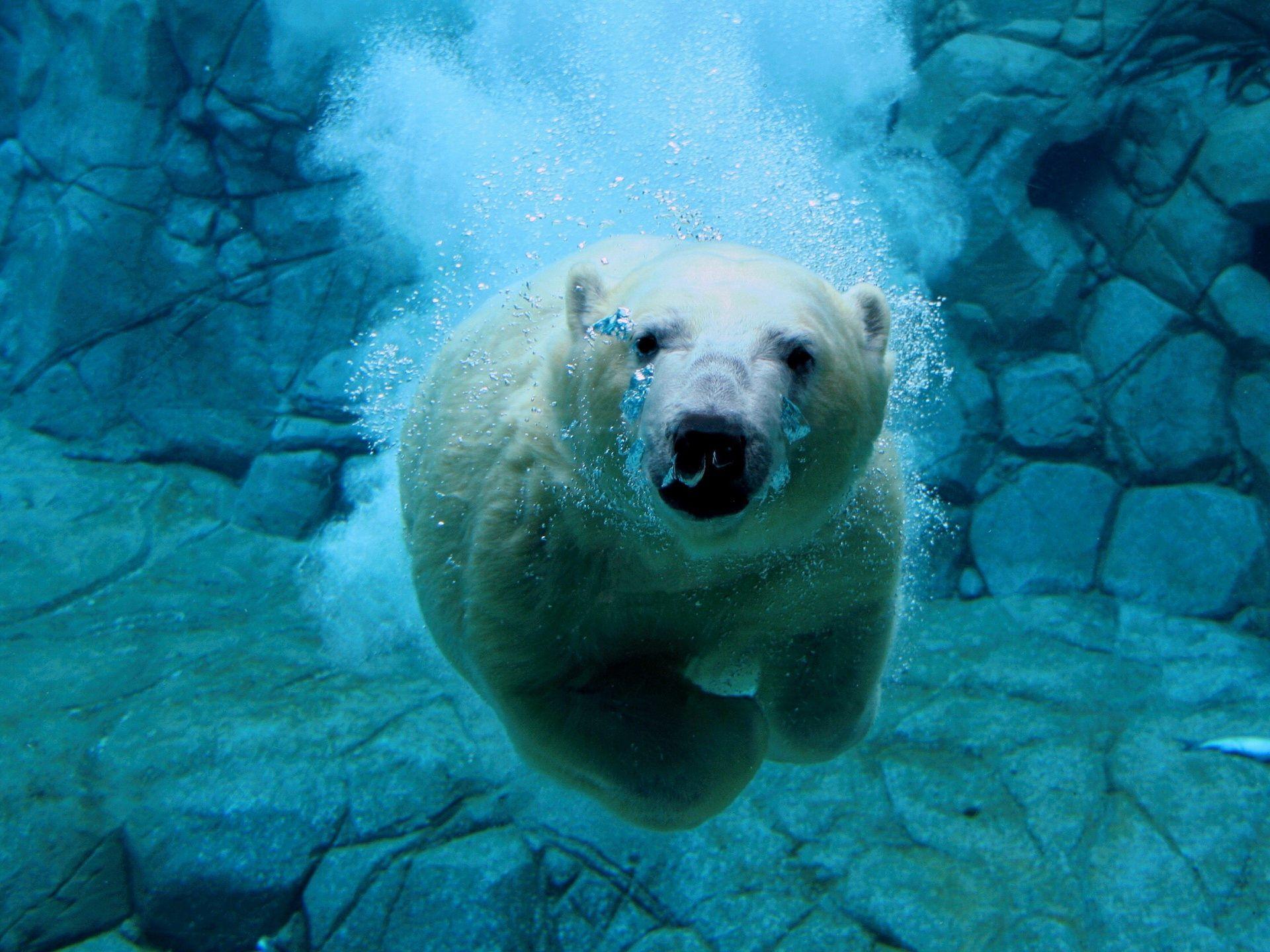 1920x1440 amazing animal wallpaper wide with high resolution wallpaper desktop on animal category similar with 1080p abst. Polar bear wallpaper, Bear wallpaper, Polar bear