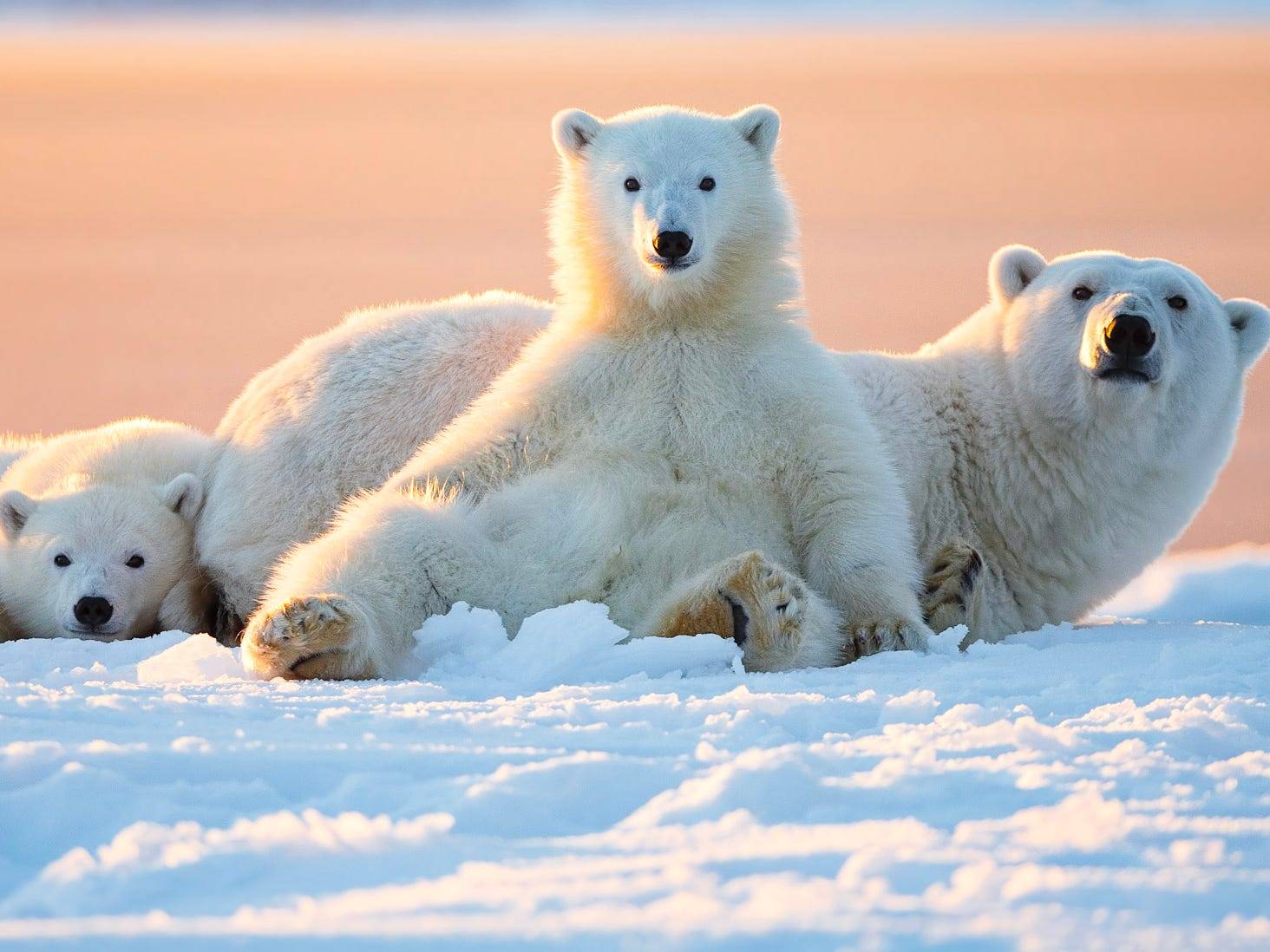 Awesome Polar Bear Wallpapers - Top Free Awesome Polar Bear Backgrounds ...