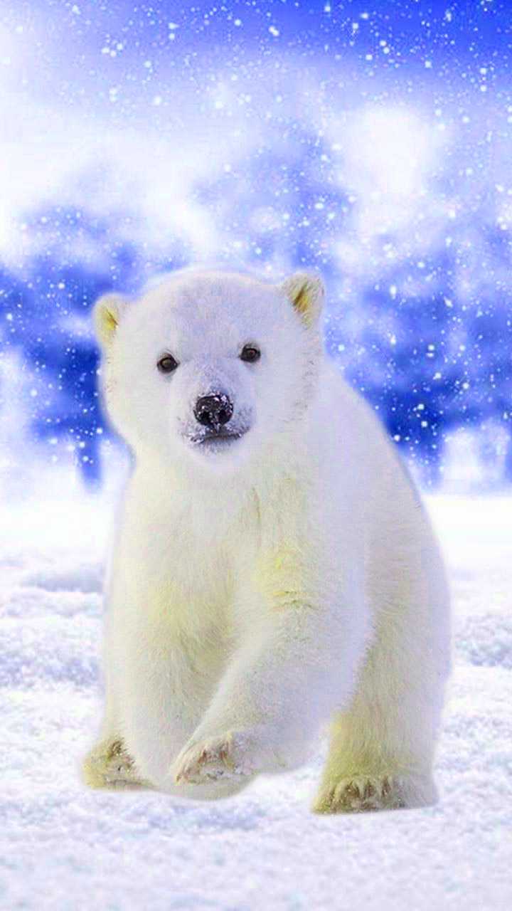 Awesome Polar Bear Wallpapers - Top Free Awesome Polar Bear Backgrounds ...