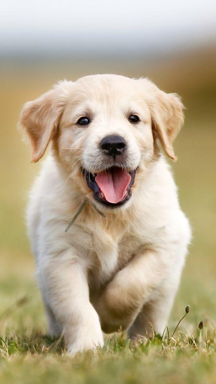 750x1334 Cute Golden Retriever Wallpaper iPhone