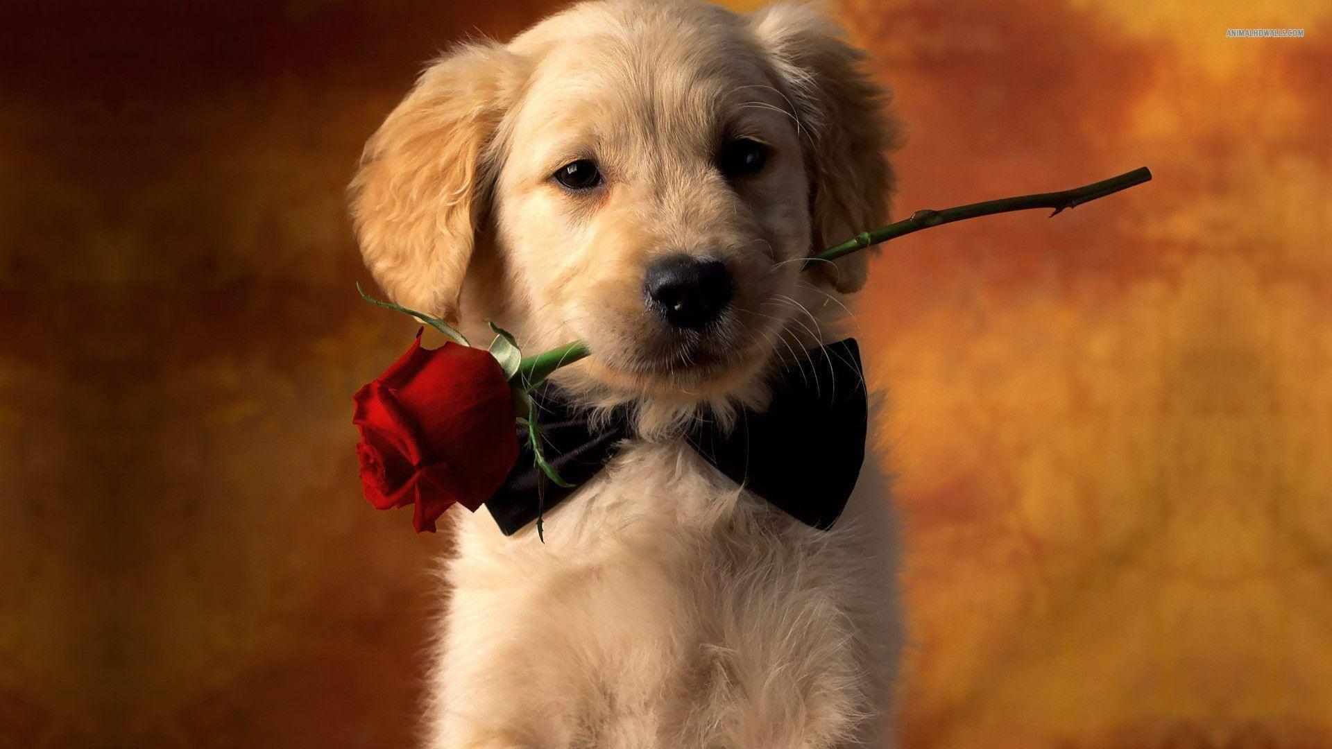 1920x1080 Golden Retriever Free .