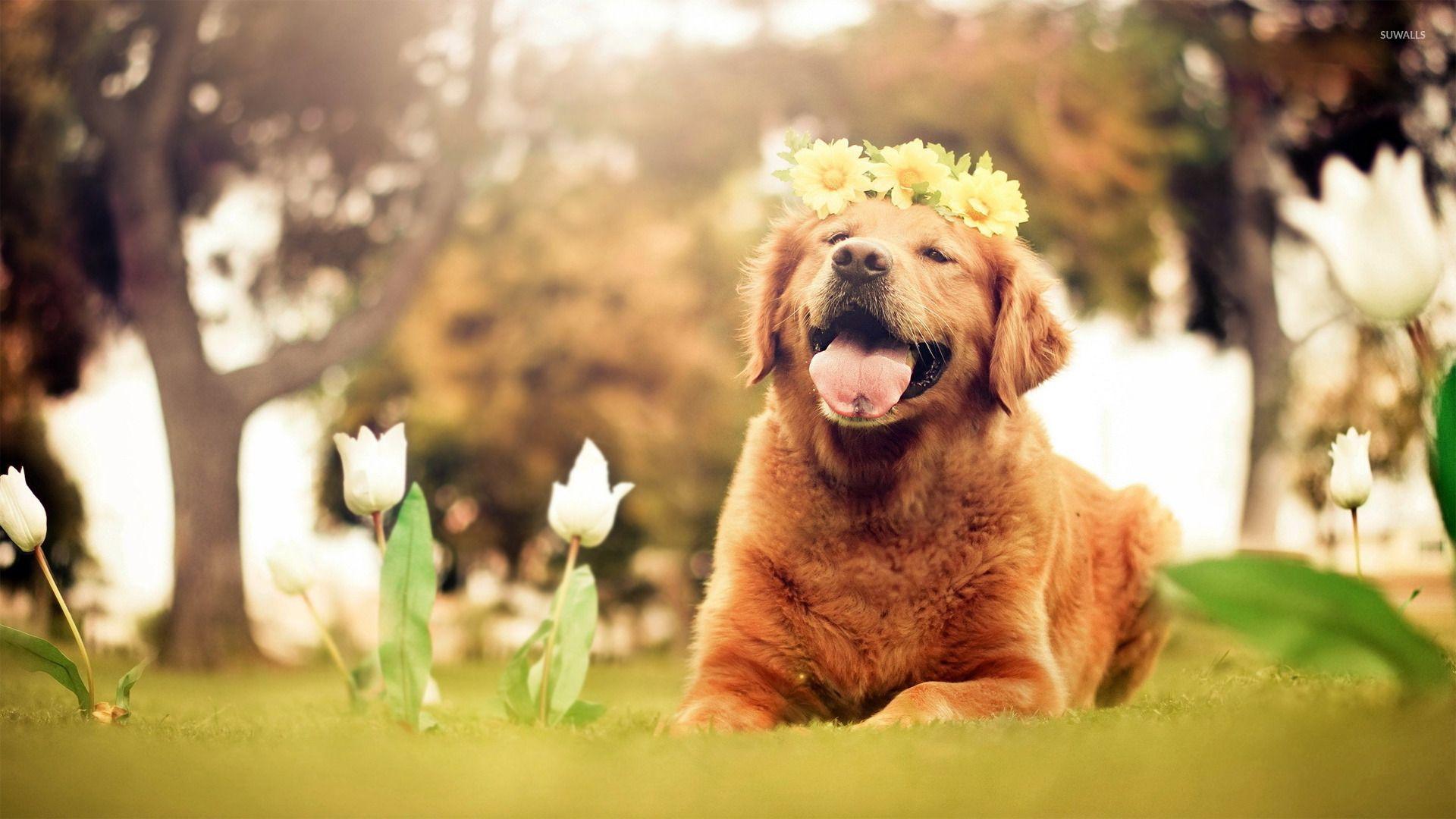 1920x1080 Golden Retriever Easter Wallpaper