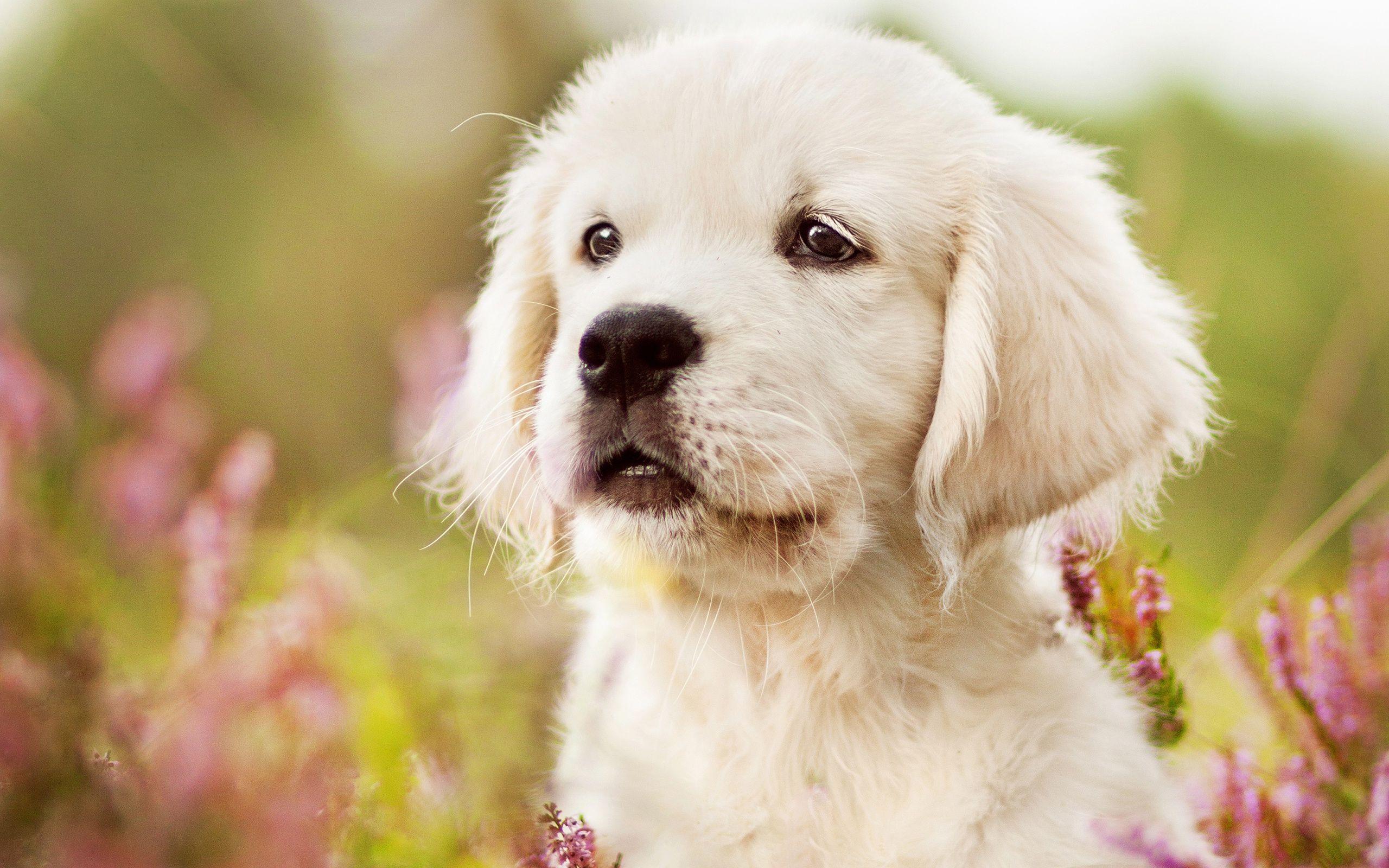 2560x1600 golden retriever HD wallpaper, background