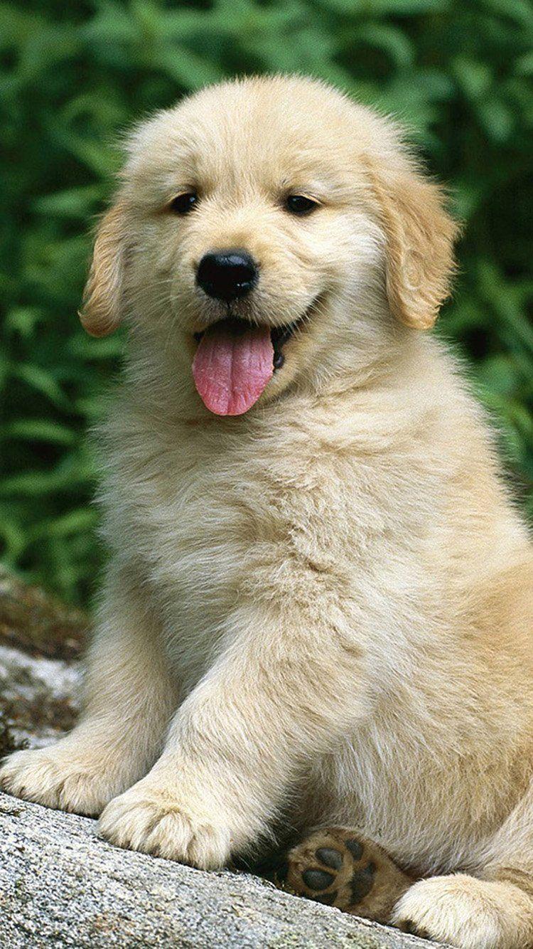 750x1334 Golden Retriever Free .