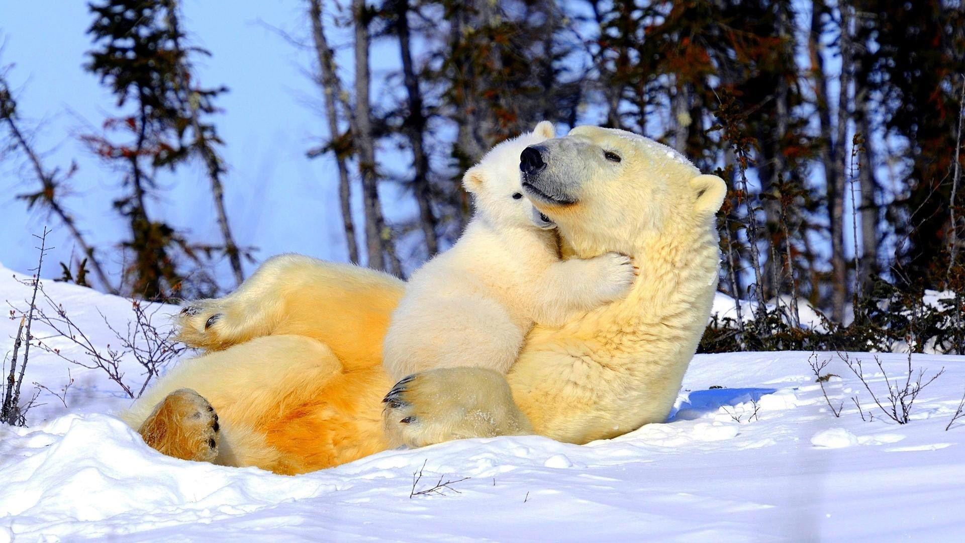1920x1080 Baby Polar Bear Wallpaper background picture