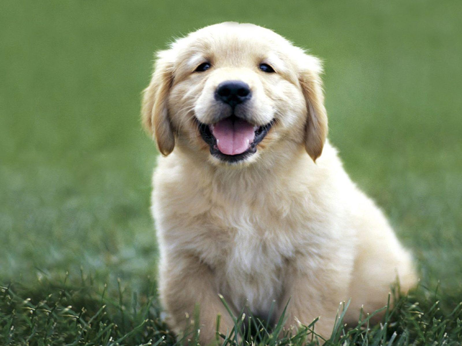 1600x1200 Wallpaper Dogs, Labrador, Color, Grass, Puppy Retriever Dog Baby