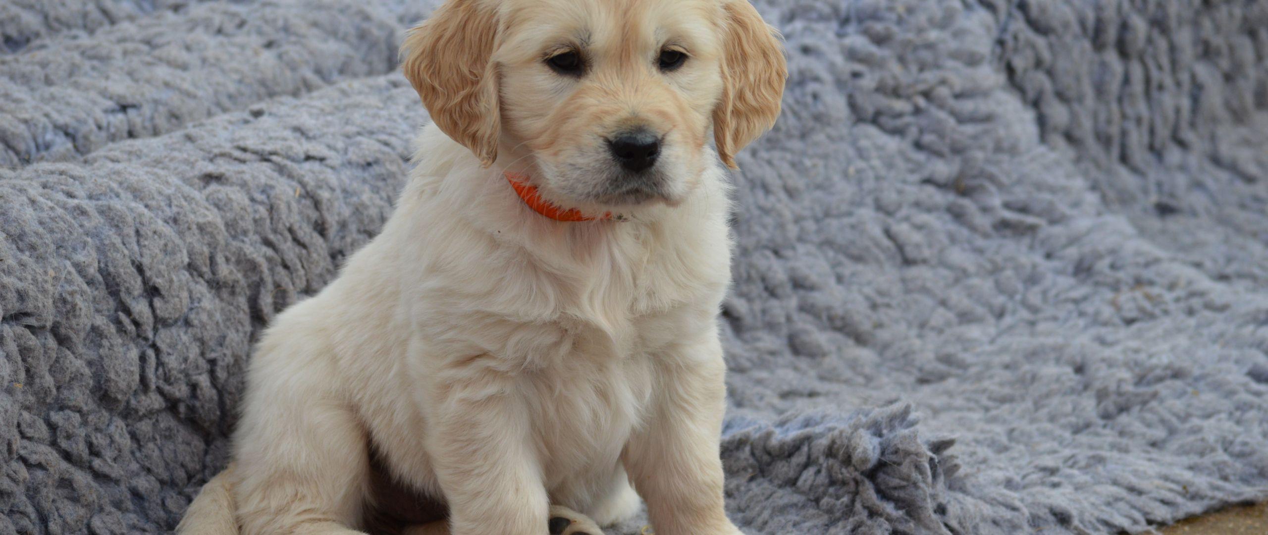 2560x1080 Desktop Wallpaper Cute Puppy, Dog, Golden Retriever, HD Image, Picture, Background, 52794a