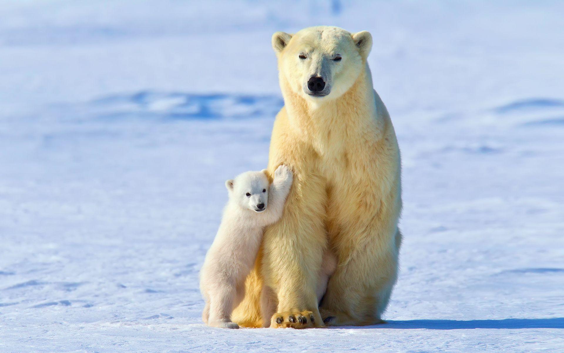 1920x1200 polar bears, #animals, #snow, #ice, #baby animals. Wallpaper No. 5678. Polar bear, Polar bear wallpaper, Baby polar bears