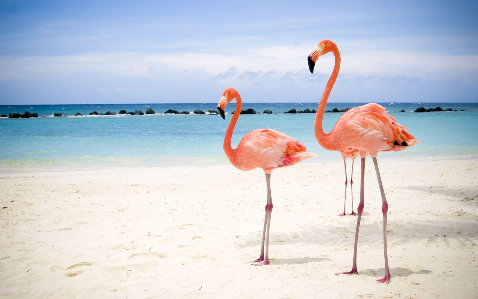 1680x1050 Pink Flamingos Beach Wallpaper 1680×1050