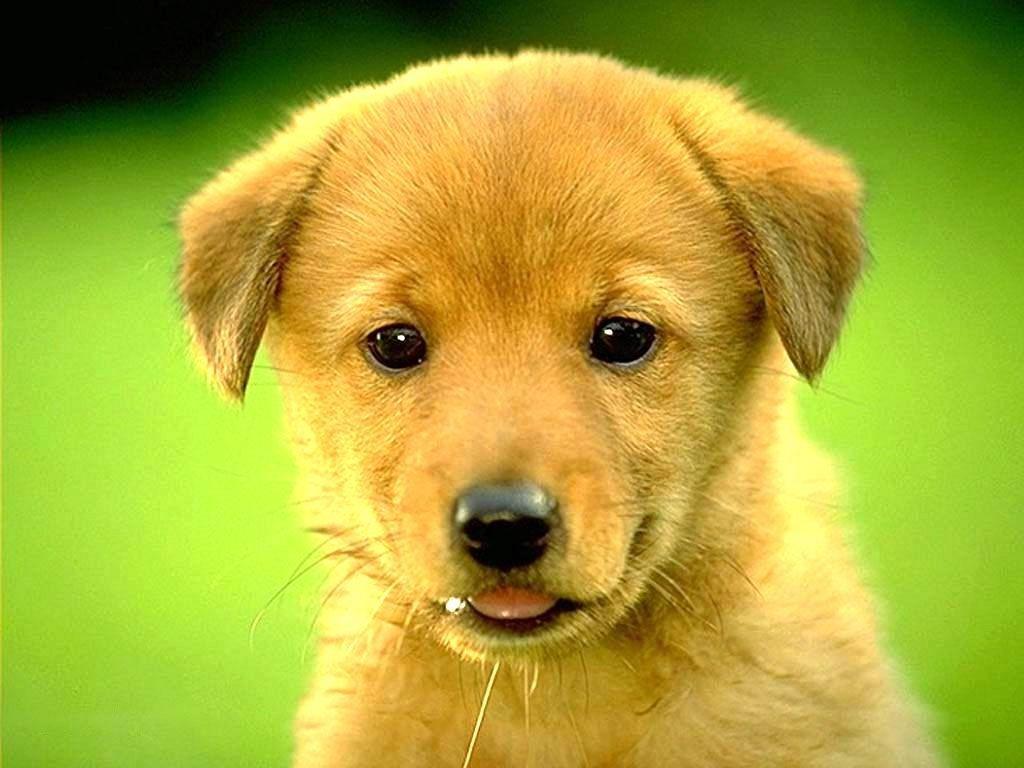 1024x768 Free Golden Retriever Puppy Wallpaper