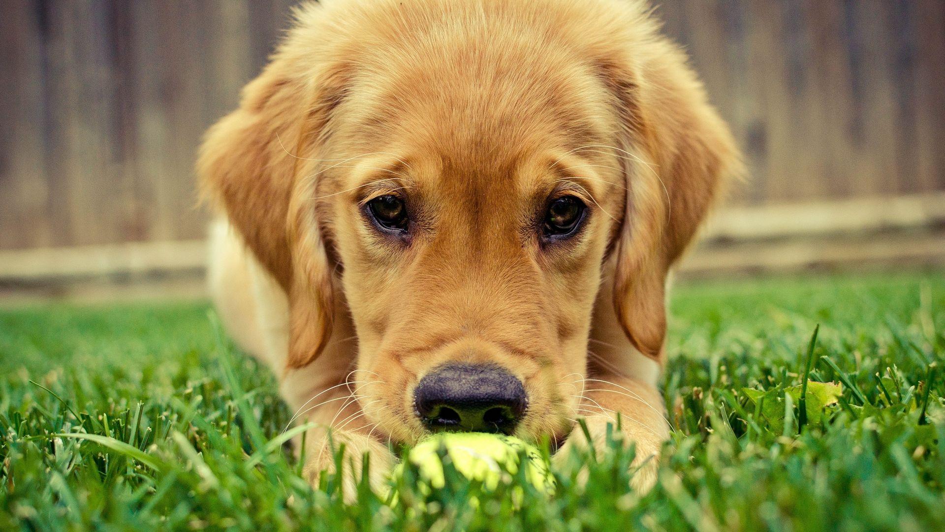 1920x1080 Golden Retriever Background Theme. Golden Wallpaper, Golden Gears Wallpaper and Golden Retriever Wallpaper