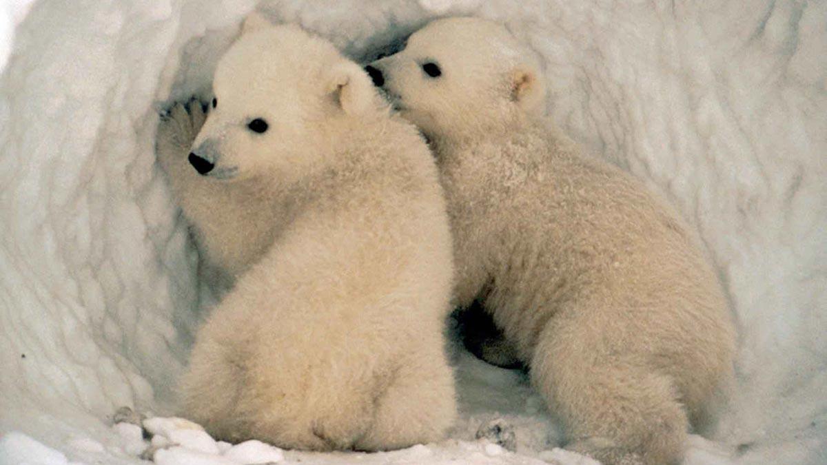 1200x675 Polar Baby Bear, Awesome Polar Baby Bear, 1200x