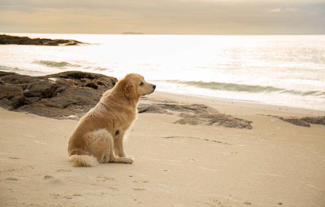 1332x850 Wallpaper sand, sea, beach, summer, dog, summer, golden, Labrador, beach, sea, seascape, dog, sand, labrador, Retriever, retriever image for desktop, section собаки