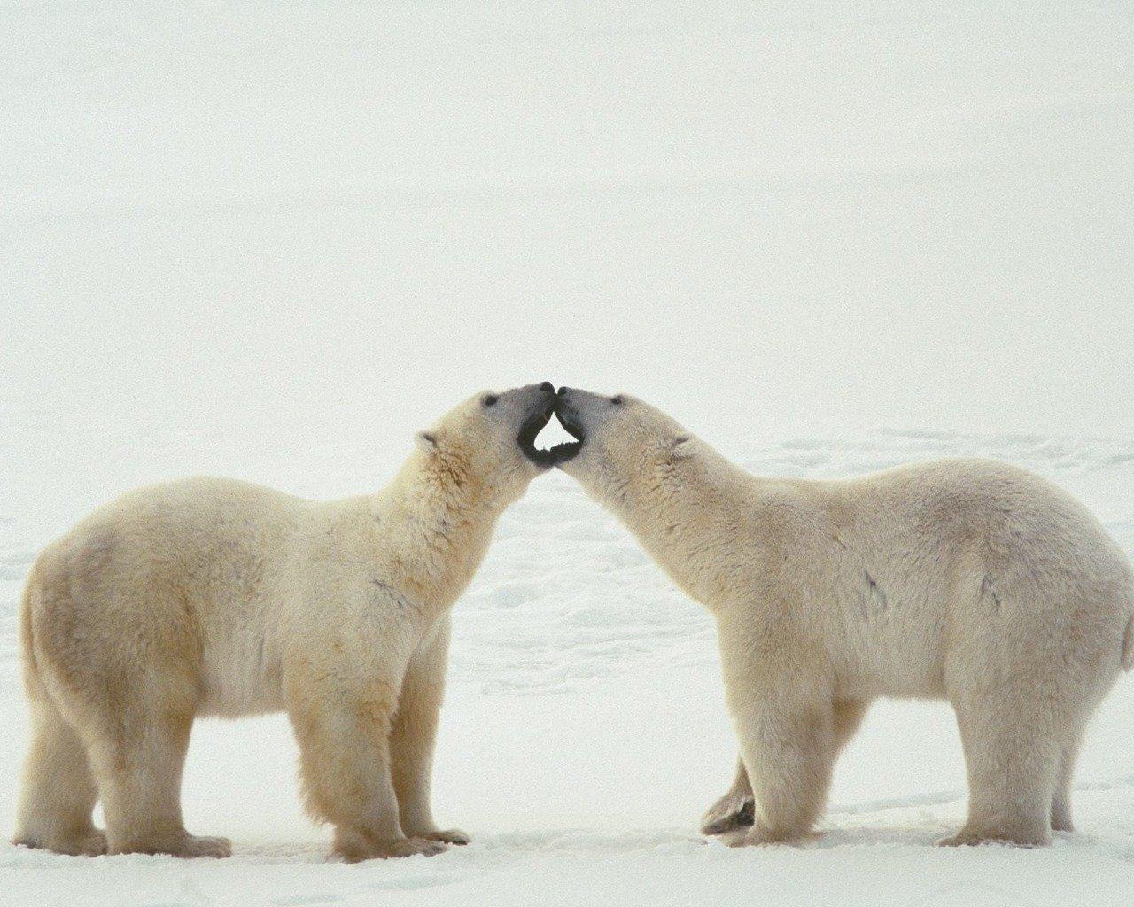 1280x1024 Awesome Polar Bear free wallpaper for HD 1280x1024 desktop