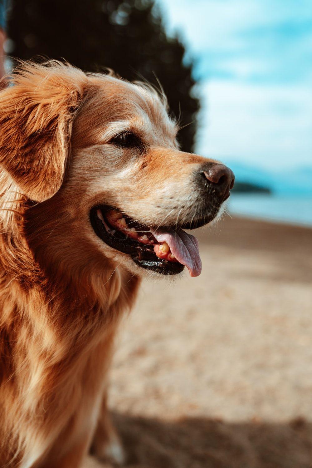 1000x1499 Medium Coated Brown Dog On Shore Photo