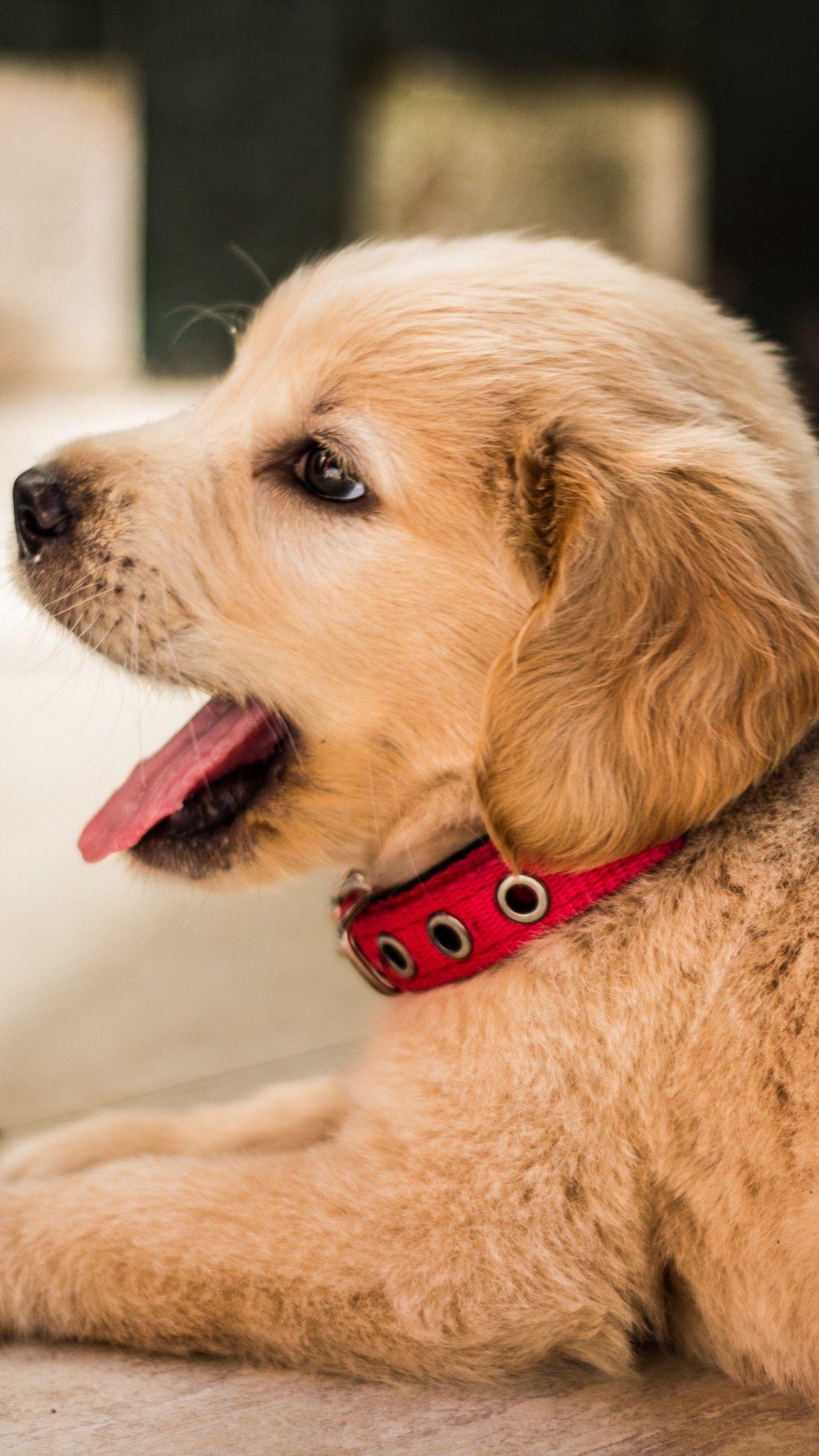 1440x2560 Wallpaper Golden Retriever Puppy Pink .