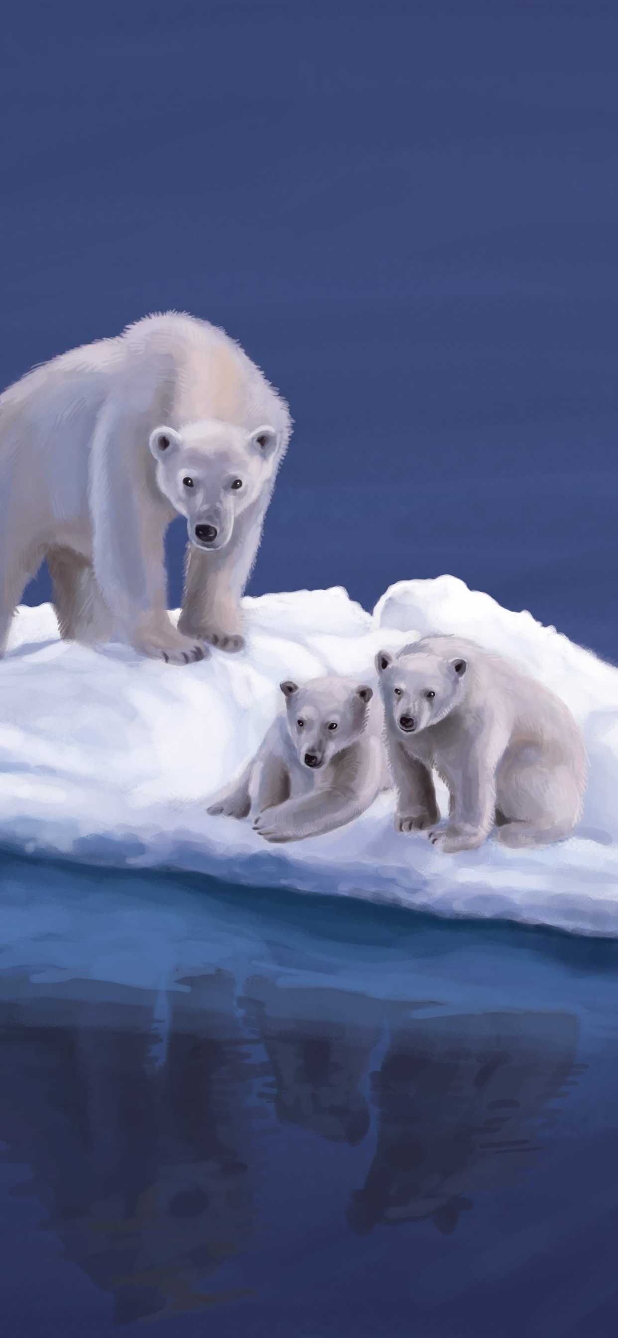 1242x2688 Polar Bear Wallpaper Android Free HD Wallpaper
