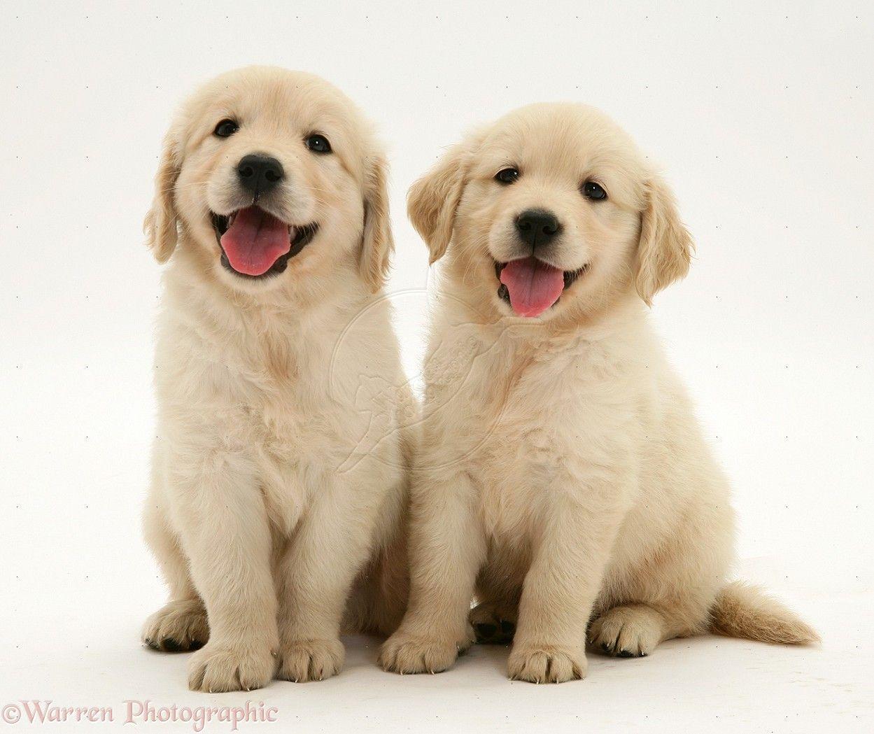 1249x1049 Cute Golden Retriever Puppies Wallpaper