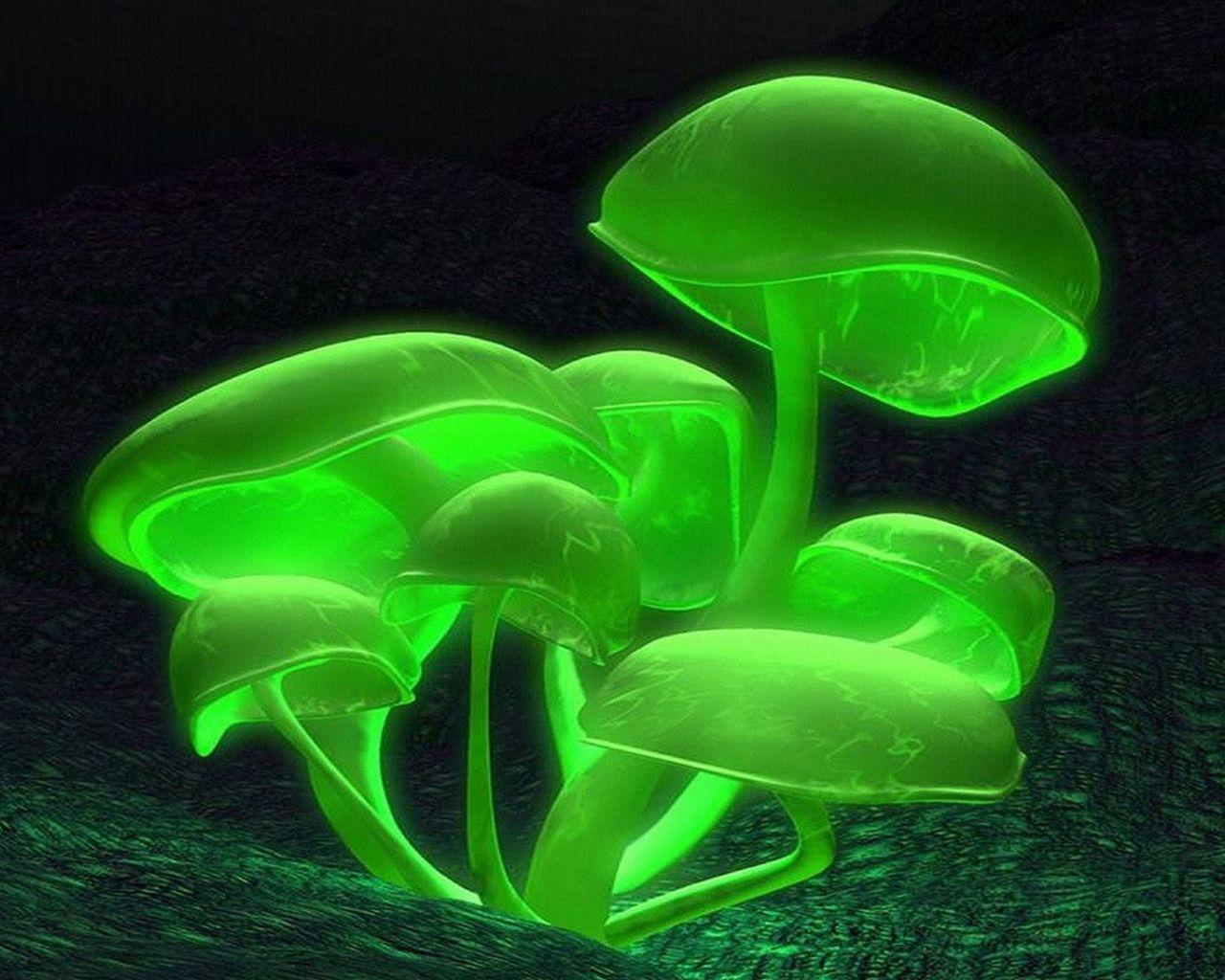 1280x1024 Neon Mushroom hình nền
