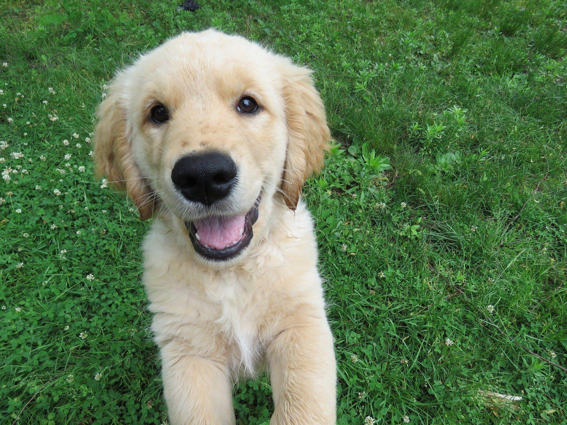 1920x1440 Top Golden Retriever Names of 2020 Ranked