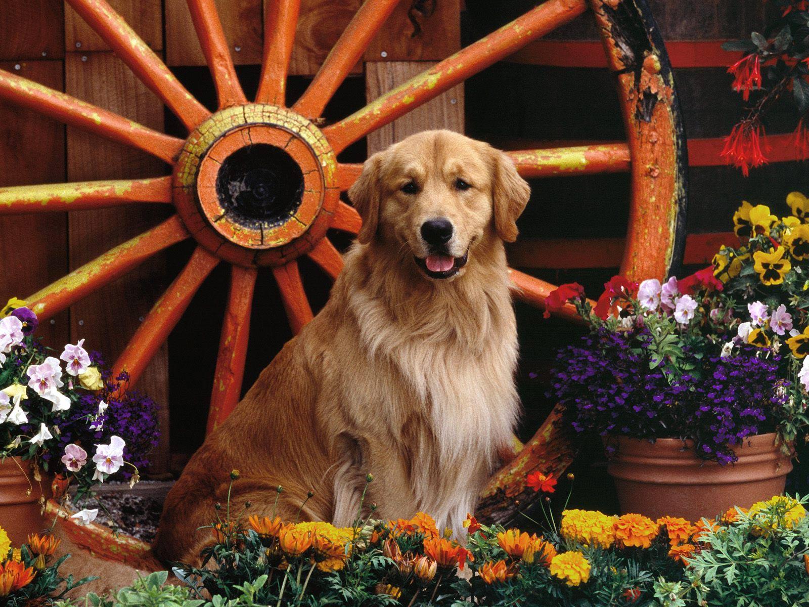 1600x1200 Golden Retriever Desktop Background. Golden Wallpaper, Golden Gears Wallpaper and Golden Retriever Wallpaper