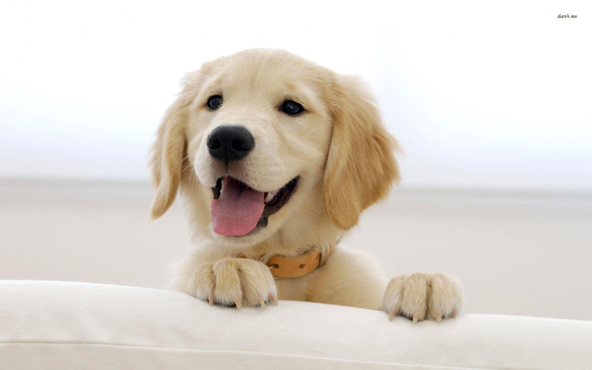 1920x1200 Golden Retriever Background