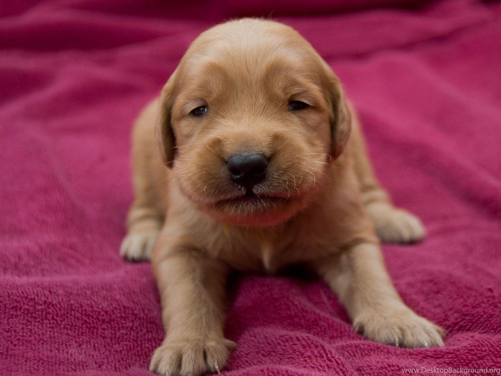1600x1200 Golden Retriever Puppy Wallpaper Desktop Background