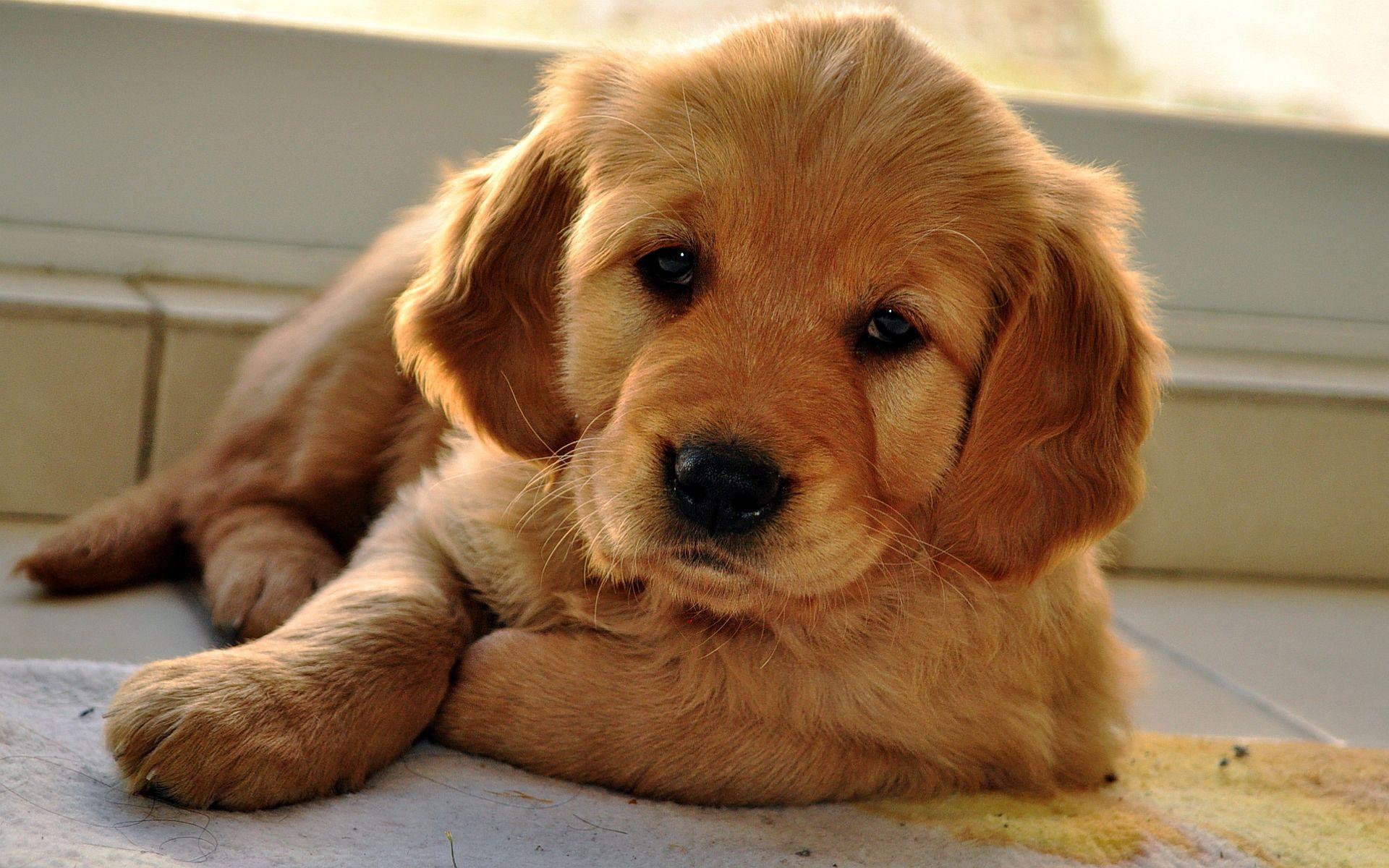1920x1200 Golden retriever pup